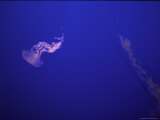 A Jellyfish Floats in Bright Blue Ocean Water
