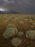 Thunderstrom and Sage near Bishop, California