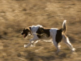 An English Springer Spaniel Runs Through the Grass