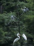 A Pair of Nesting Great Egrets, Southern Georgia