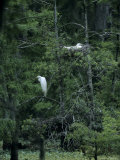 A Pair of Nesting Great Egrets, Southern Georgia