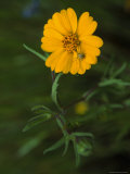 Spider Crawls on a Petal of an Orange Marigold Flower, Sequoia National Park, California