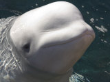 A Beluga Whale Looks at the Camera