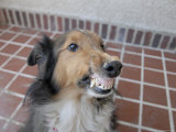 A Sheltie Snarls at the Cameragraph