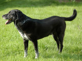 A Black Lab-Pointer Mixed Breed Dog