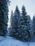 A Snow Covered Road Winding Through the Black Forest