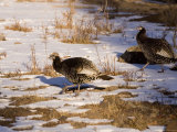 A Flock of Wild Turkeys Crosses a Snowy Field, Bryce Canyon National Park, Utah