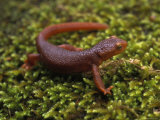 Rough-Skinned Newt on Sedum in Plumas National Forest in California