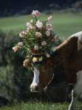 Dairy Cow with an Arrangement of Roses and Evergreens on Her Head, Chateau d'Oex, Switzerland