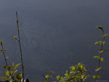 A Spider Web Covered in Dew Next to a Lake in Quebec