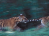 Two Tiger Cubs Play with Each Other on a Summer Morning