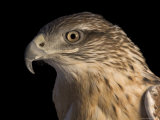 A Captive Ferruginous Hawk (Buteo Regalis)
