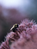 A Bumblebee Collects Pollen on a Flower