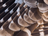 A Barred Owl (Strix Varia) Wing at a Raptor Recovery Center
