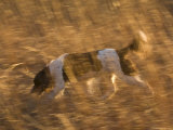 An English Springer Spaniel Points for His Master