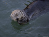 A Sea Otter Eats a Meal