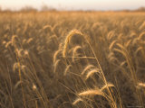 Buy Canadian Wild Rye at AllPosters.com