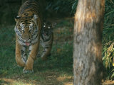 A Mother and Tiger Cub Walk Along a Forest Trail