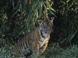 A Tiger Cub Looks Out at the World with Apprehension and Curiosity