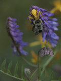 A Spider Eats a Bumblebee While Perched on a Flower