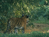 A Tiger Cub Looks Out onto a Forest Clearing