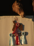 Mule in Stall with Ribbons Won During Mule Days in Bishop, California