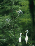 A Pair of Egrets and a Pair of Anhingas Sit on Tree Branches