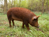 Buy A Red Wattle Pig on a Farm in Kansas at AllPosters.com