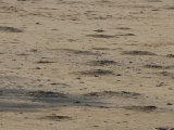 Holes in the Ground Mark a Black-Tailed Prairie Dog Town