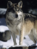A Gray Wolf Stands Cautiously on a Sunnew York Winter Day