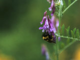 A Bumblebee Collects Pollen from a Flower