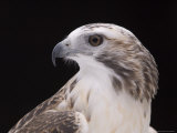 A Close-up of a Krider's Red-Tailed Hawk