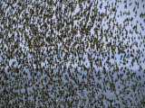 Migrating Sandpipers Congregate near Mary's Point, New Brunswick, Canada