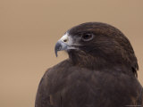 A Captive Swainson's Hawk (Buteo Swainsoni)