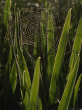 Spiderweb Supported by Tall Iris Leaves, Raspberry Island, Isle Royale National Park, Michigan