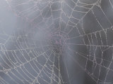 A Close View of Water Drops on a Spider Web