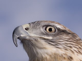A Captive Ferruginous Hawk (Buteo Regalis)