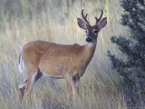 White-Tail Deer Buck, National Bison Range, Montana, USA