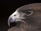 A Captive Swainson's Hawk (Buteo Swainsoni)