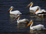 American White Pelicans, Klamath Basin Refuge Complex, Oregon