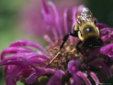 A Fuzzy Bumblebee Collects Pollen from a Flower