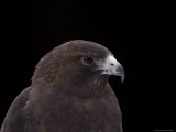 A Captive Swainson's Hawk (Buteo Swainsoni)