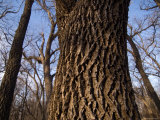 Walnut Trees as the Historic Waveland Farm