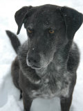 A Black Lab Pointer Mix, Chevy Chase, Maryland, United States