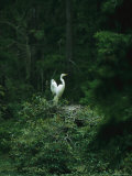 A Pair of Snowy Egrets Sit on a Nest in a Swamp in Georgia