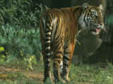 A Mature Tiger Stands in a Shaft of Early Morning Light