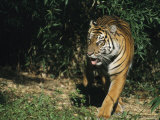 A Mature Tiger Walks Through a Shaft of Sunlight