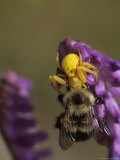 A Spider Eats a Bumblebee While Perched on a Flower, Quebec, Canada