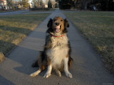 A Sheltie Dog Smiles While Sitting on a Neighborhood Sidewalk