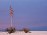 Buy White Sands, New Mexico, USA at AllPosters.com